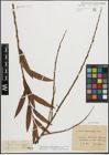 Foto von Salix triandra L. x Salix viminalis L.
